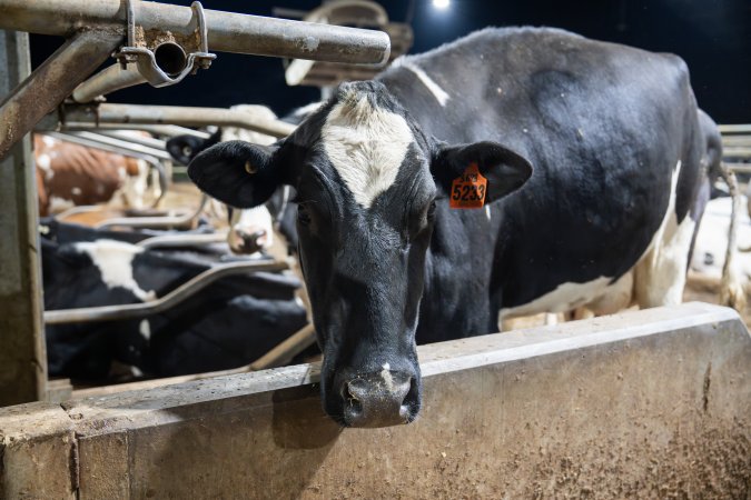 Cow in zero graze shed