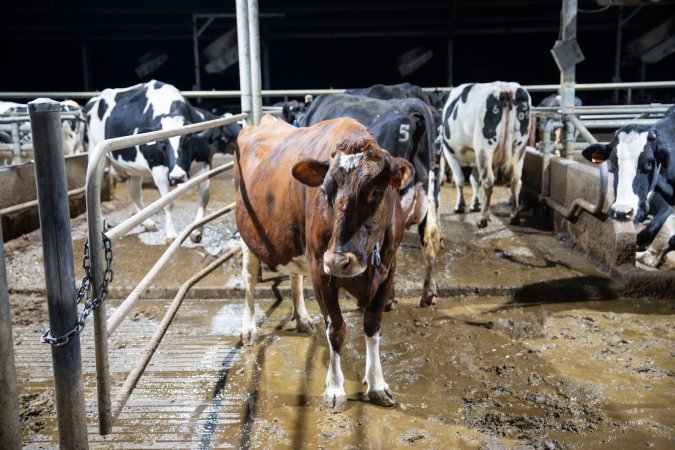 Cow in zero graze shed