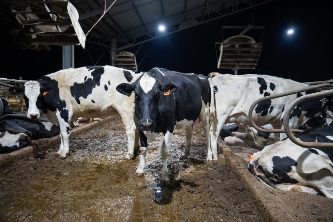 Cow in zero graze shed