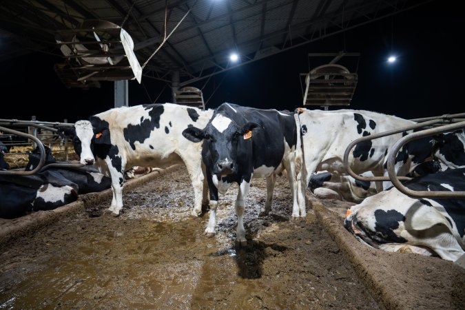 Cow in zero graze shed