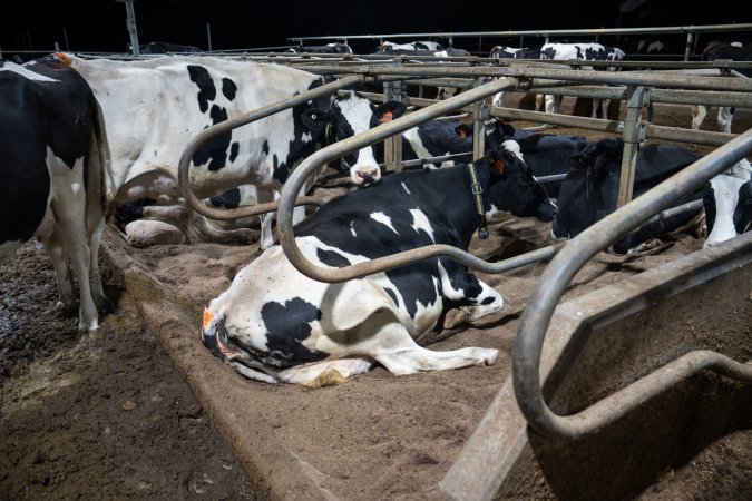 Cow in sand bed