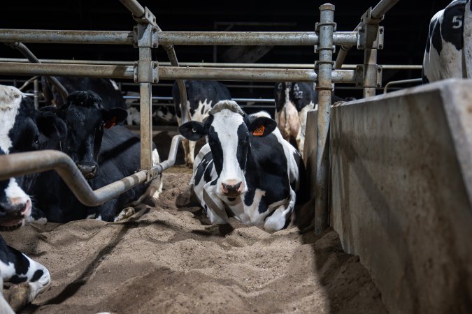 Cow in sand bed