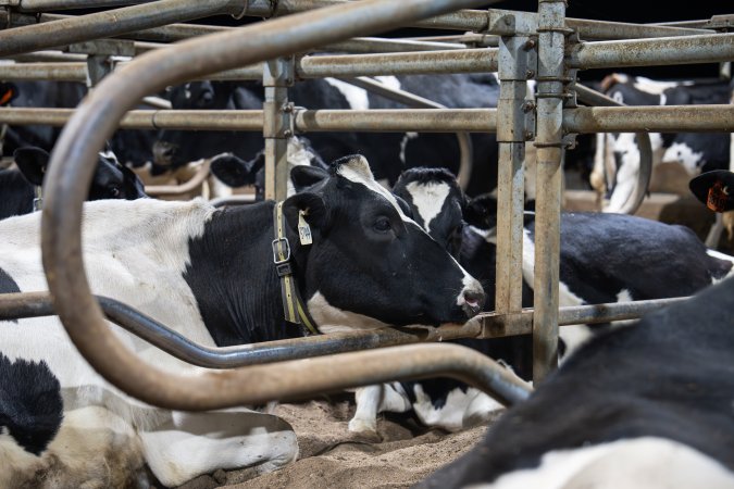 Cow in sand bed