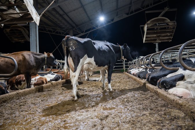 Cow in zero graze shed