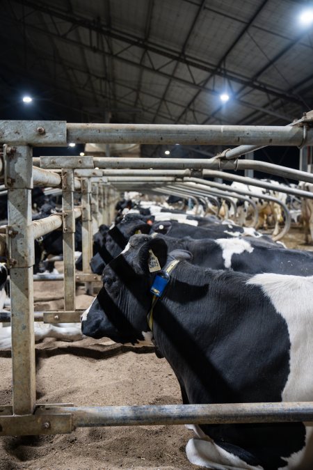 Cows in sand bed
