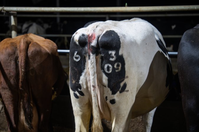 Cows in zero graze shed