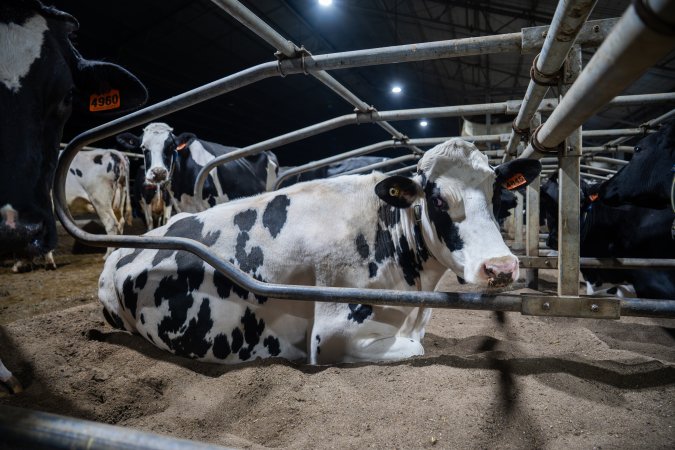 Cow in sand bed