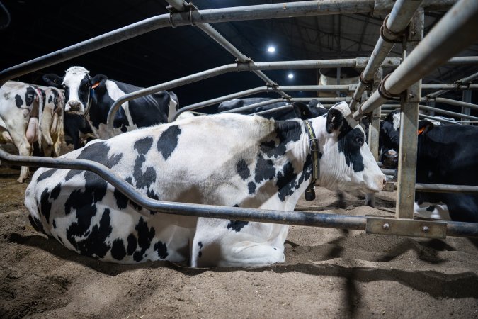 Cow in sand bed