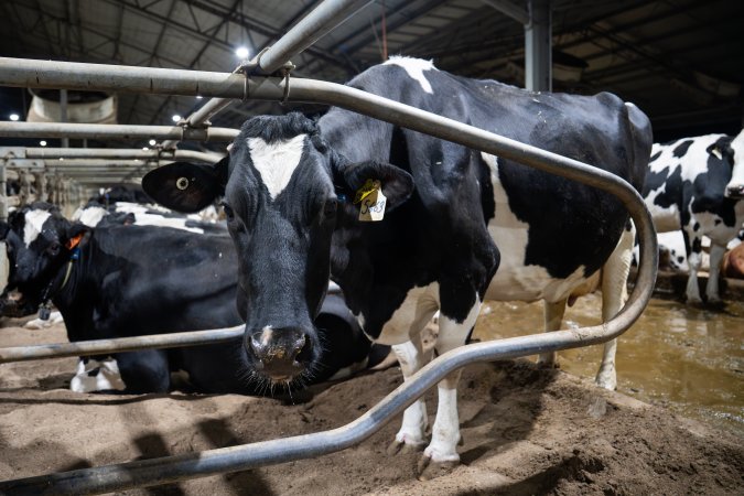 Cow in sand bed