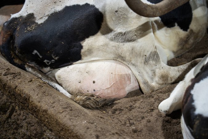 Cow in sand bed