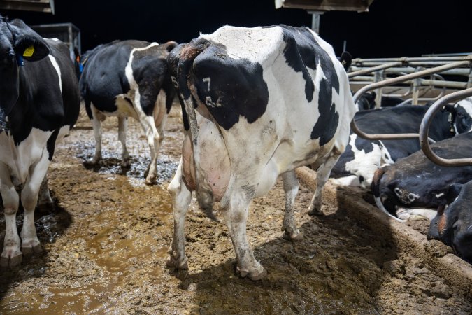 Cows in sand bed