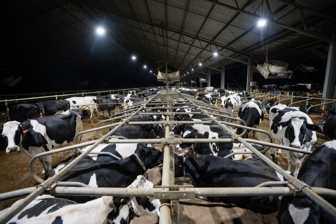 Cows in sand bed
