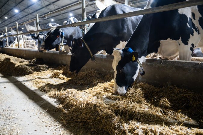 Cows in zero graze shed