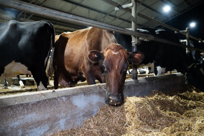 Cows in zero graze dairy
