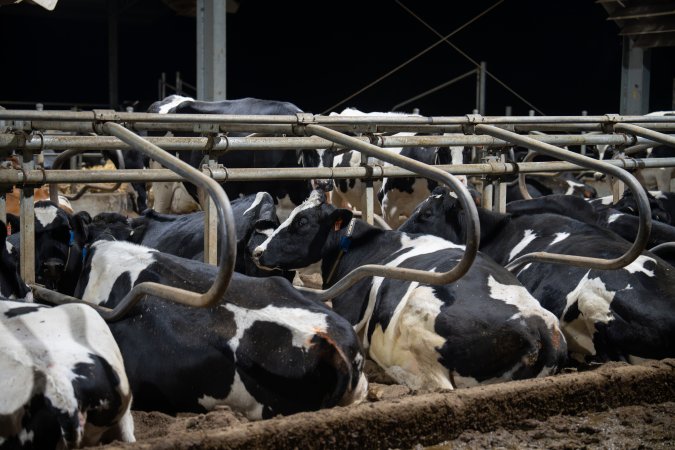 Cows in sand beds