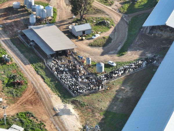 Drone flyover of Vinnicombe dairy
