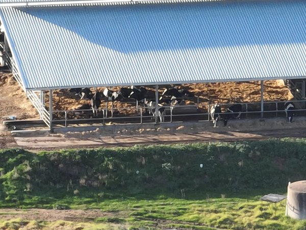 Drone flyover of Vinnicombe dairy