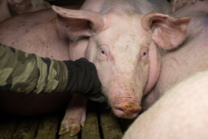 Pig in slaughterhouse holding pens
