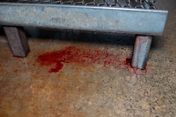 Blood on slaughterhouse kill room floor