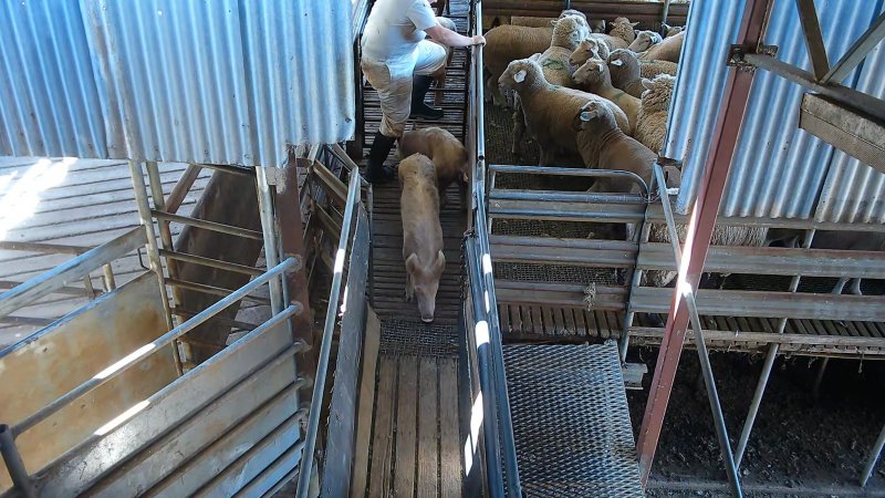 Pig being stomped on by worker