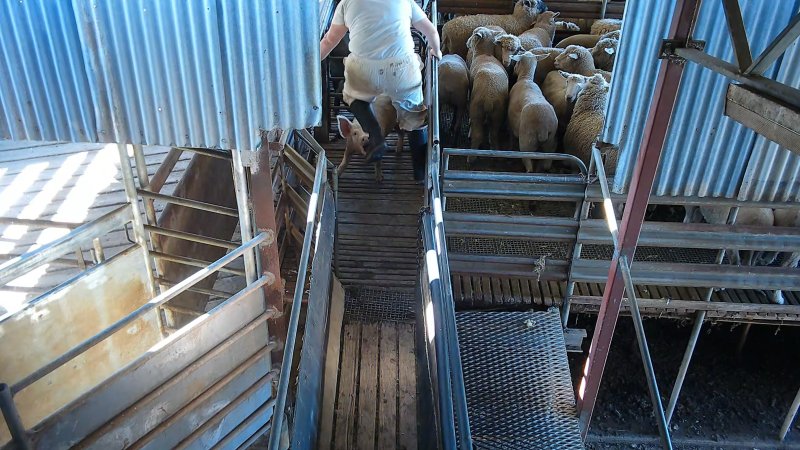 Pig being kicked in the face by worker