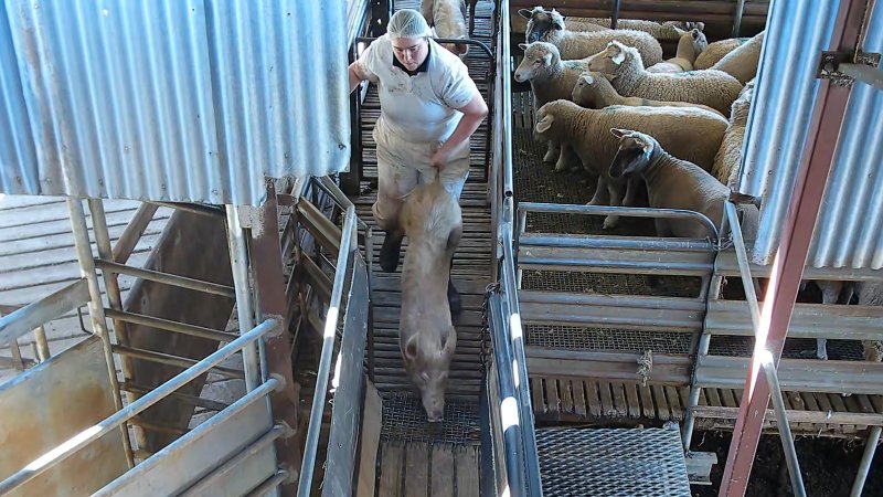 Pig being dragged towards kill room