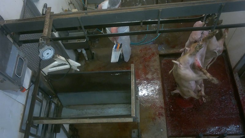 Pigs kicking as they hang on shackleline