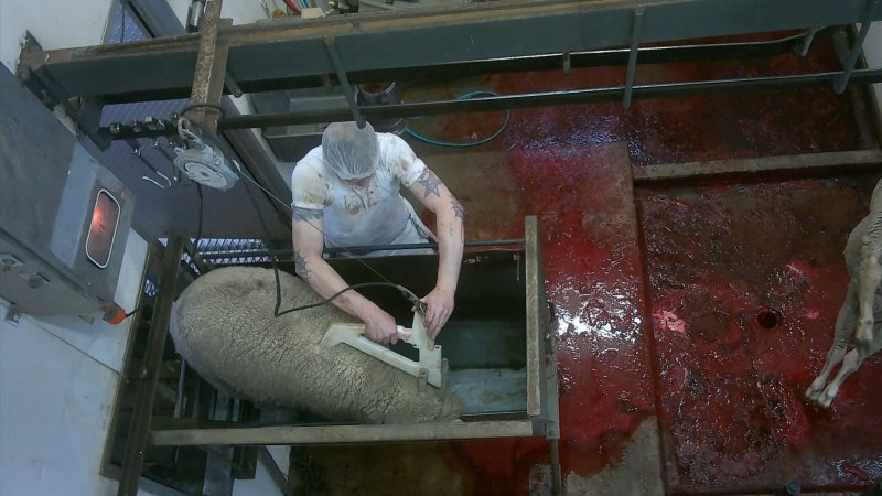 Sheep being electrically stunned