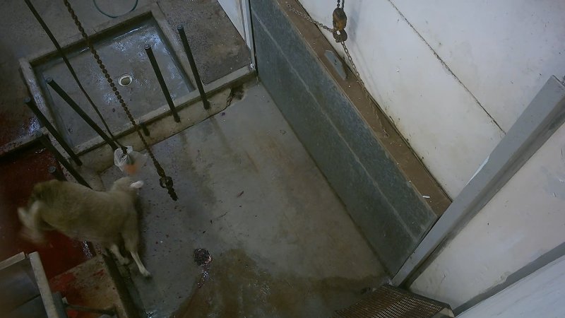 Sheep jumping from stun box