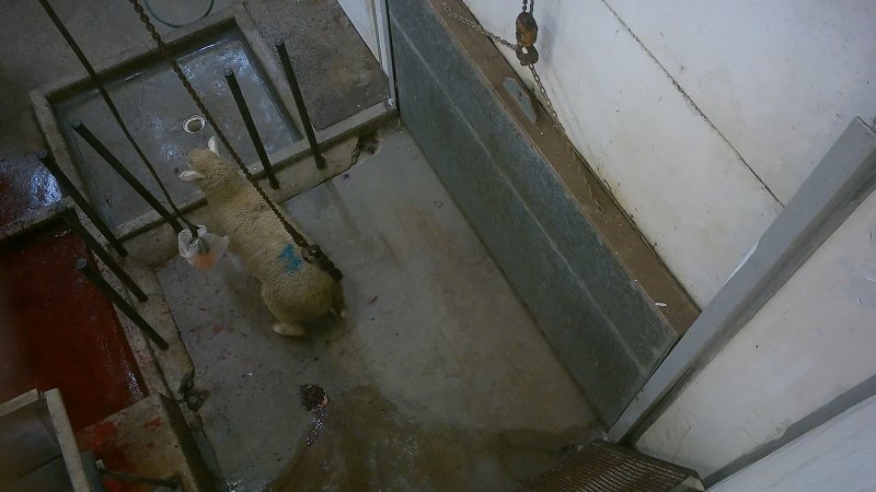 Sheep escaping onto kill room floor