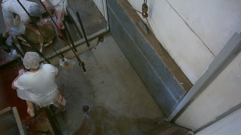 Sheep being stuck on kill room floor