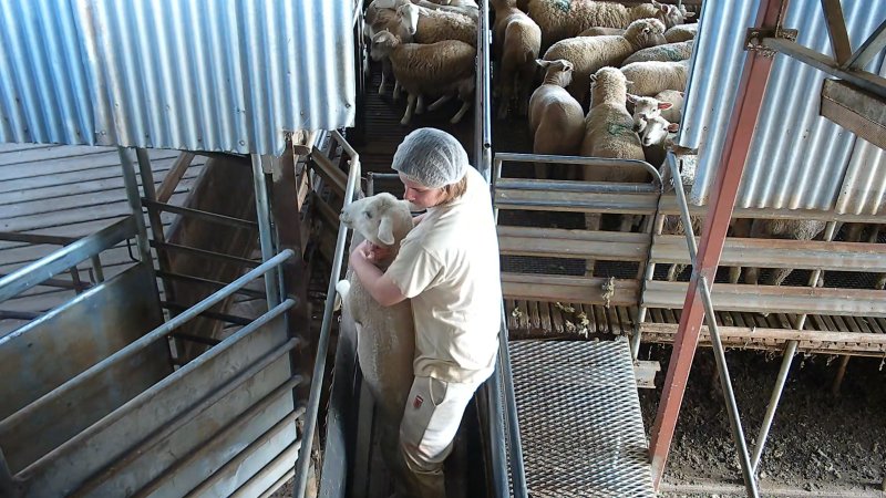 Sheep being dragged and thrown in race
