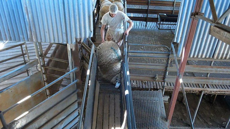 Sheep being thrown in race