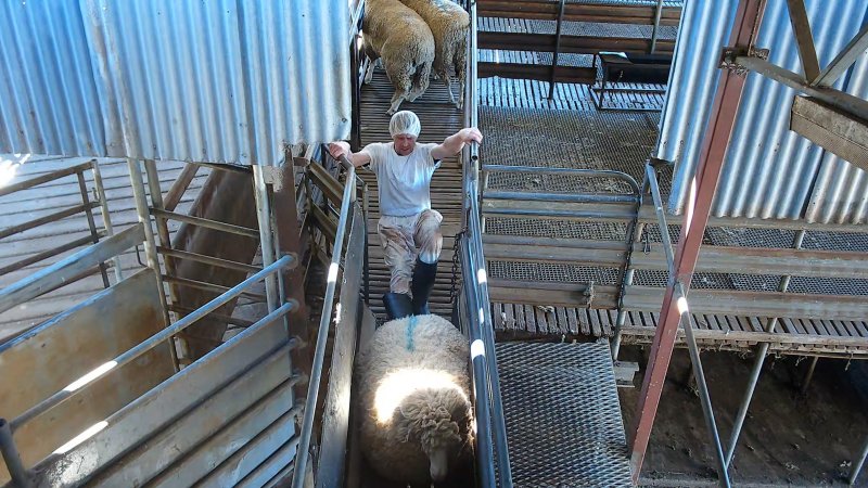 Worker shoving sheep in race