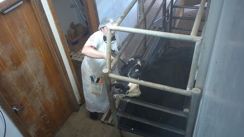 Cow being shot with bolt gun