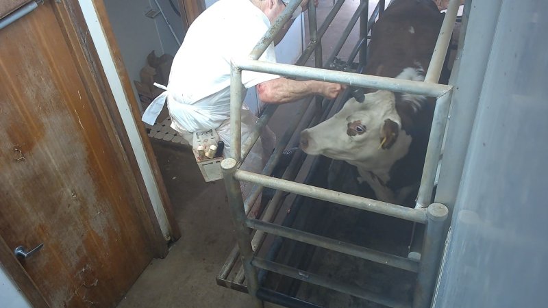 Cow in knockbox being shot with bolt gun