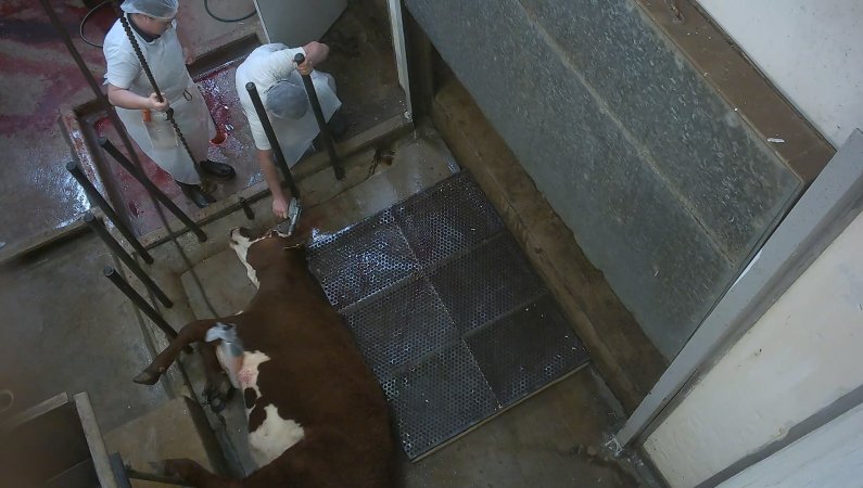 Cow in kill room being shot with bolt gun