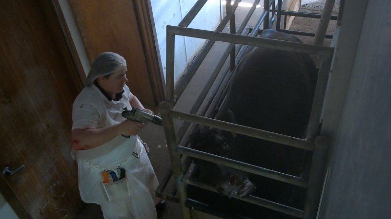 Cow in knockbox being shot with bolt gun
