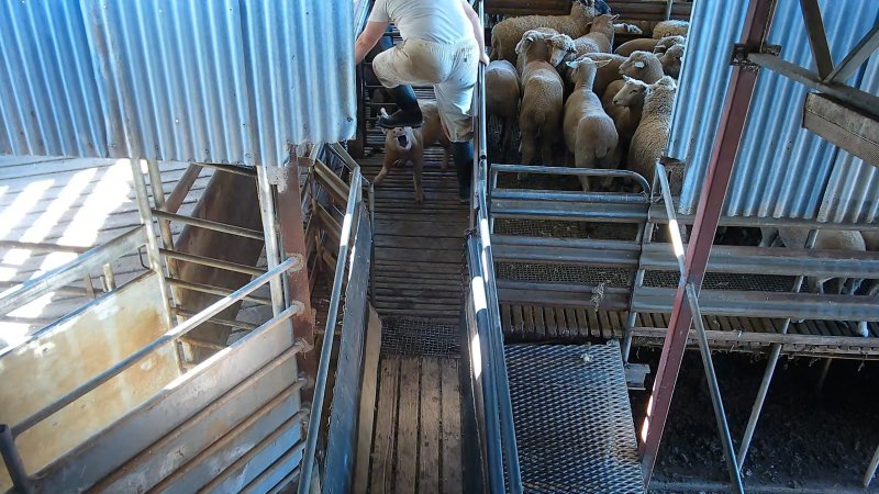 Pig being kicked in the face by a worker