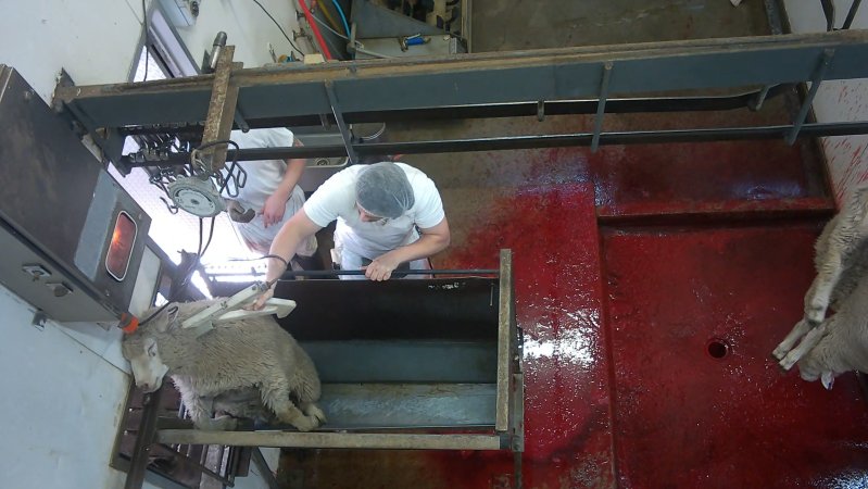 Sheep being electrically stunned