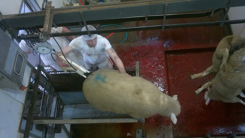 Sheep jumping out of stun box