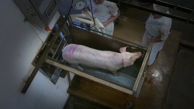 Pig in stun box
