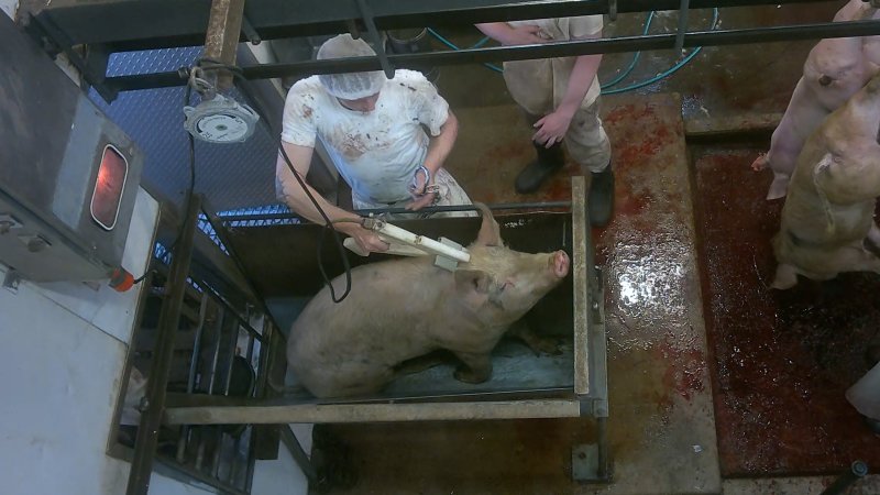 Pig being electrically stunned