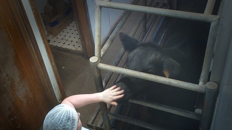 Worker smacking cow in the face