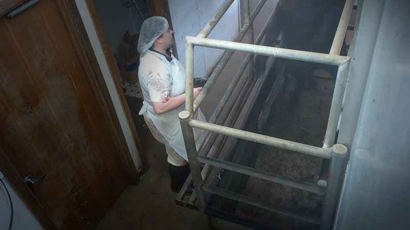 Cow jumping up trying to escape the knockbox