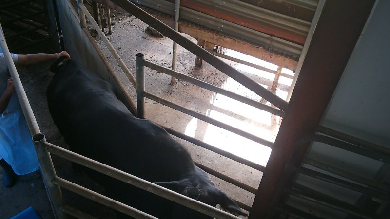 Worker twisting cow's tail