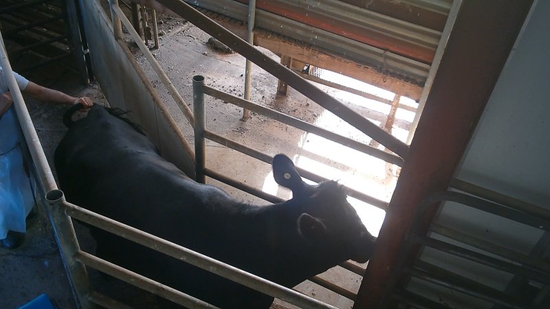 Worker twisting cow's tail