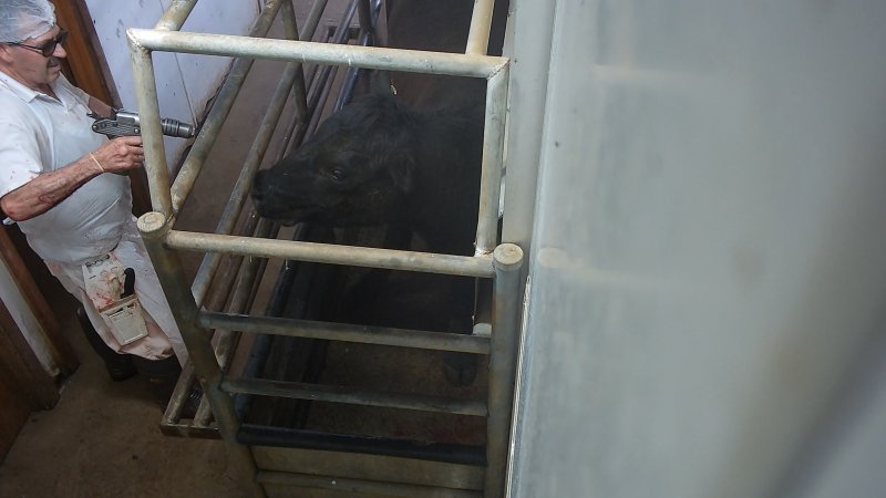 Cow about to be shot with a bolt gun