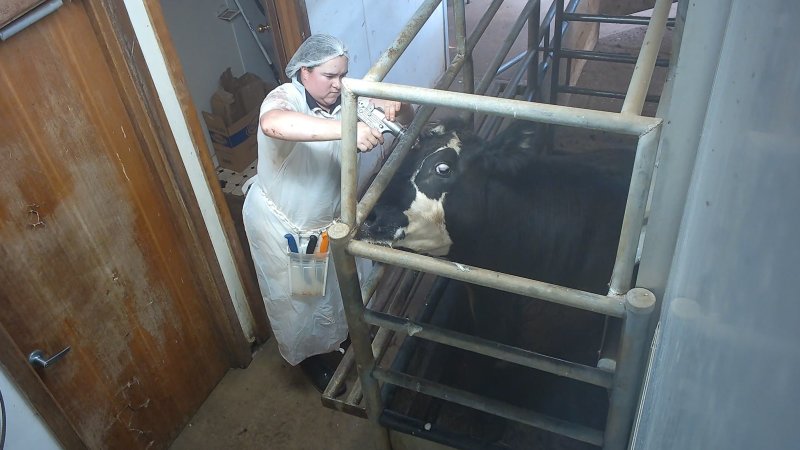 Cow about to be shot with a bolt gun