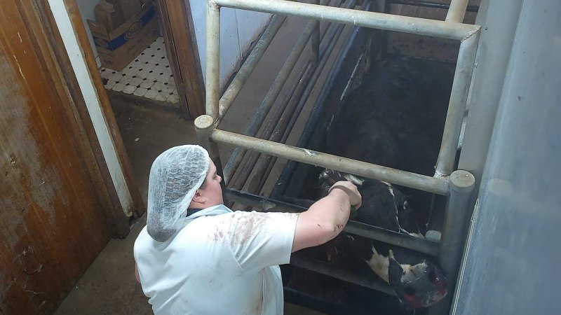 Cow about to be shot with a bolt gun